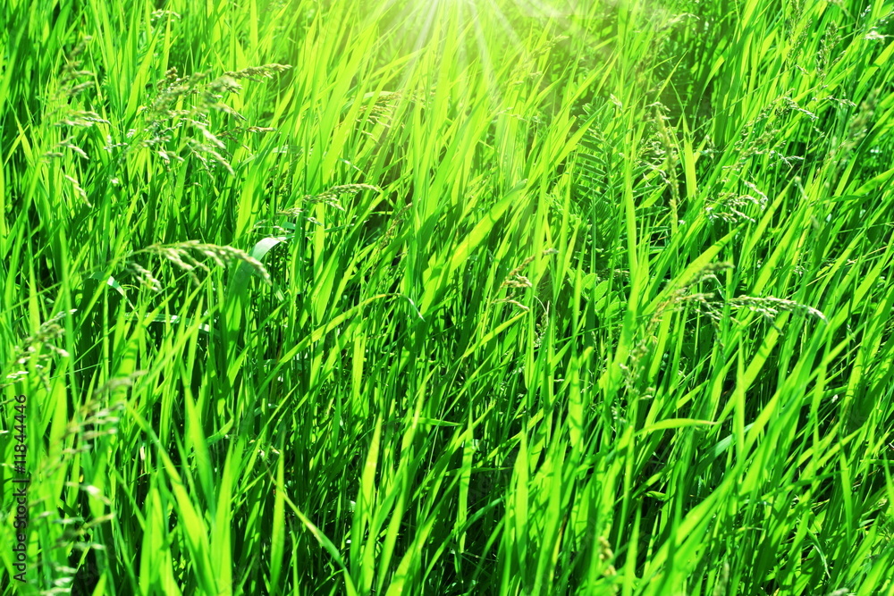 Green grass Green grass