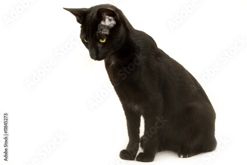 Young male cat looking downwards on a white background.