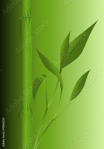 Bamboo stem and leaves vector