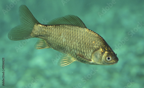 Carpe carassin (Carassius carassius). Nice