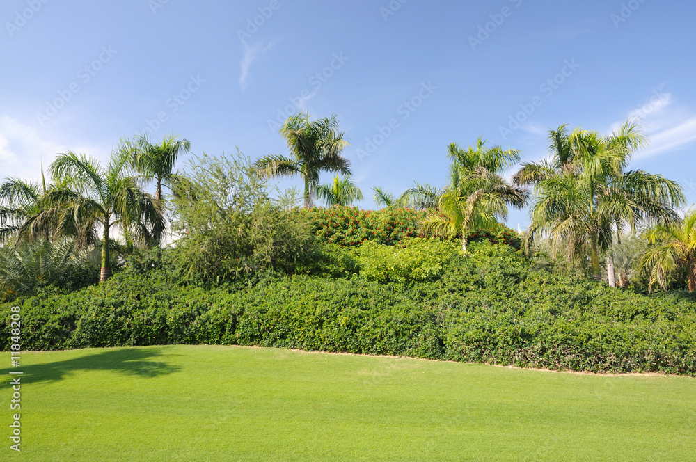 Obraz premium Palm Trees in Jumeirah, Dubai, United Arab Emirates