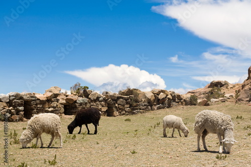 Sheep on Isla del Sol - Titicaca © Daniel Wiedemann