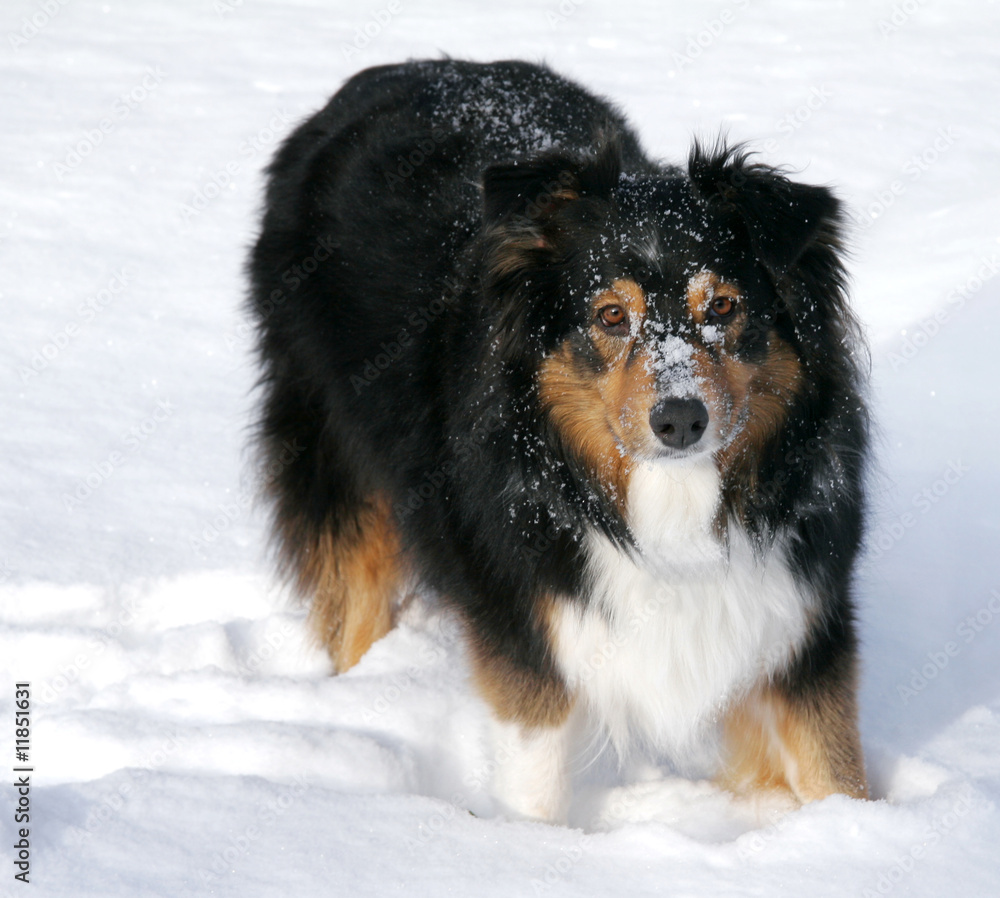 Australian Shepherd in the Snow Australian Shepherd in the Snow