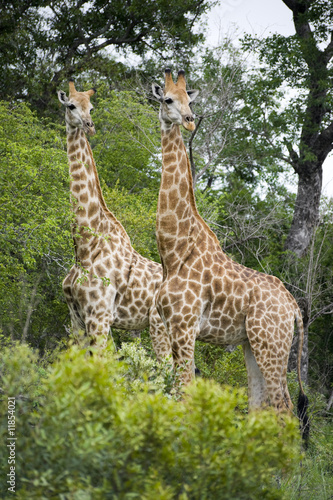 Giraffe in Kruger Park