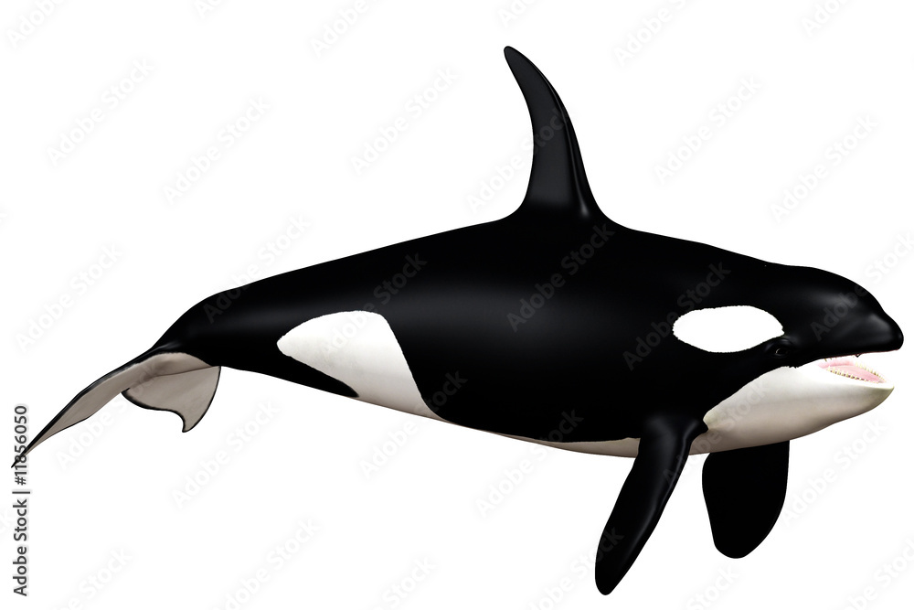 Orka Orka