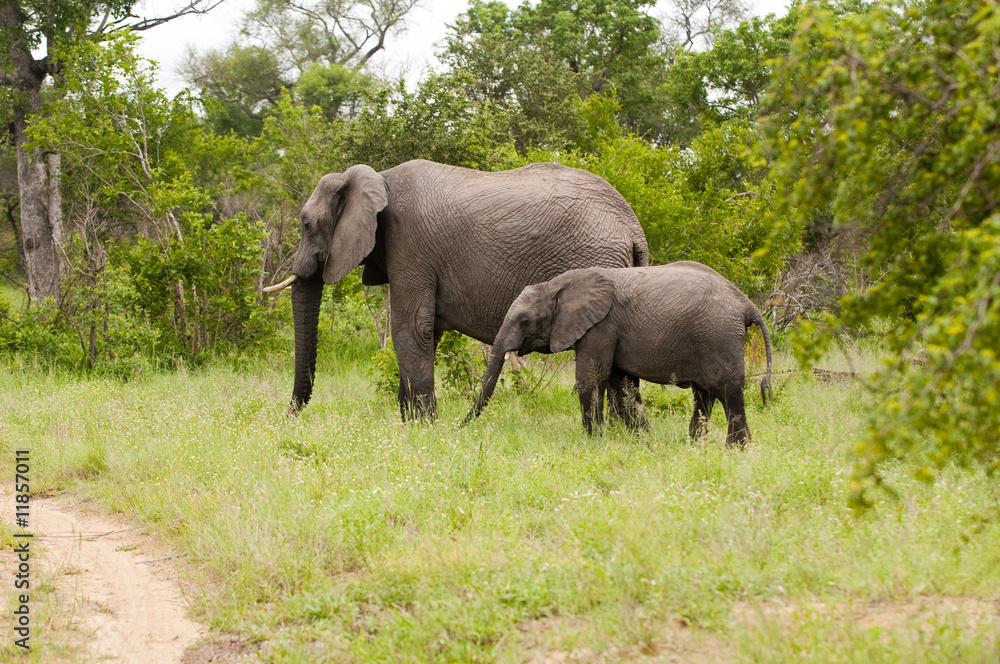 Elephant with baby elephant in Kruger Park