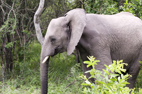Elephant in Kruger Park, South Africa