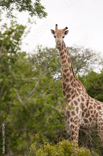 Giraffe in kruger national park © senai aksoy