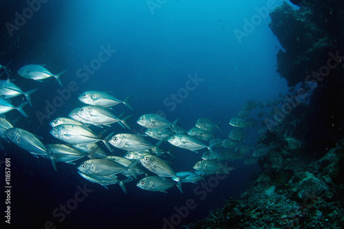 Photography School Of Tuna