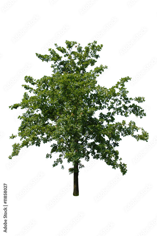 green tree