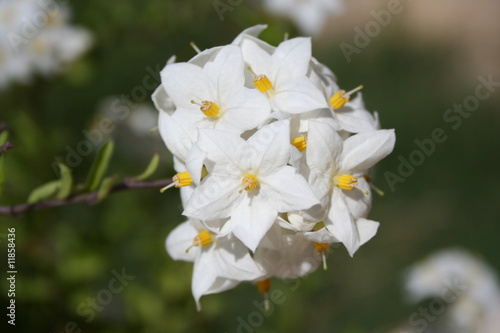Plante Solanum blanche 03 photo