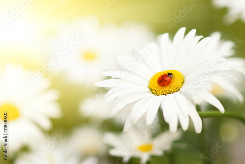 Ladybug sitting on a flower