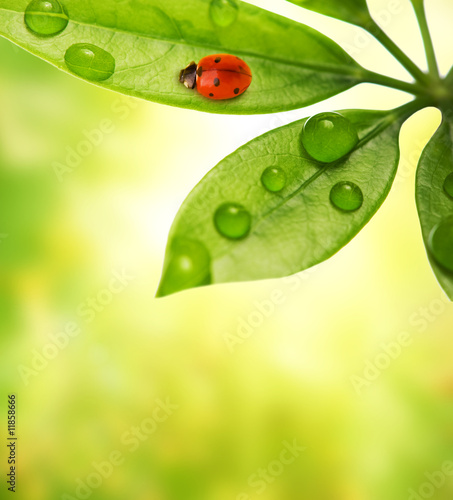 Ladybug sitting on a green leaf. © Nejron Photo
