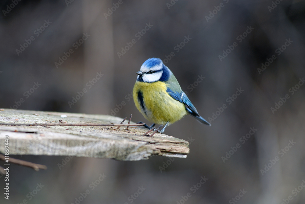 Obraz premium Herrerillo