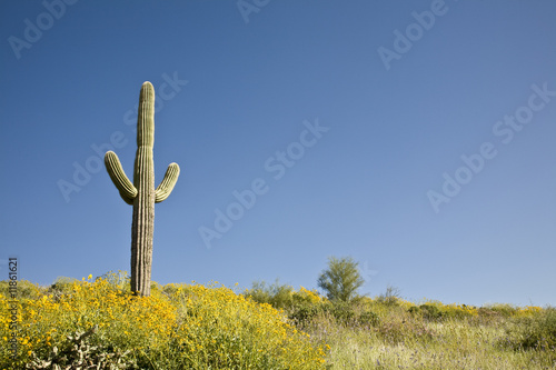 Spring in Arizona's Sonoran desert with Saguaro cactus photo