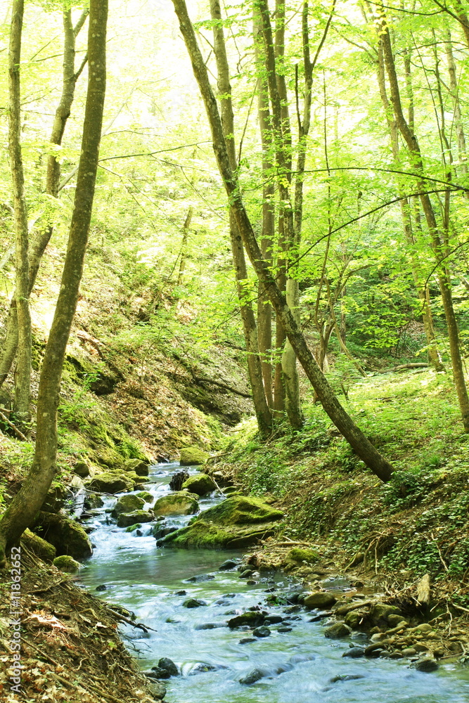 Obraz premium Creek in the forest