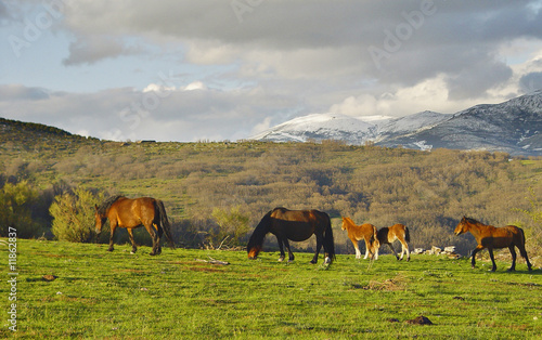 Sierra de La Acebeda, Madrid, España