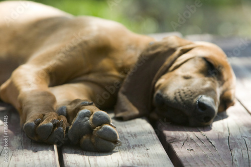 Wallpaper Mural Hound dog laying on a wood porch sleeping under the sun Torontodigital.ca