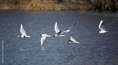 flock of seagulls © Maslov Dmitry