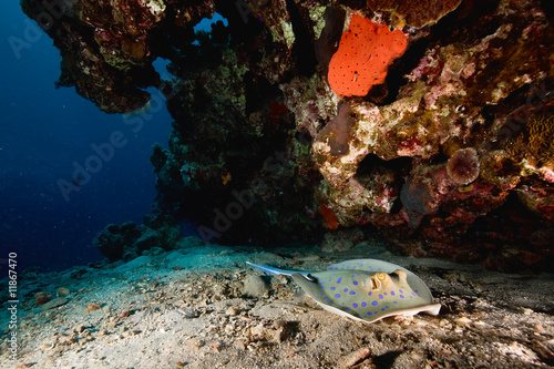 bluespotted stingray