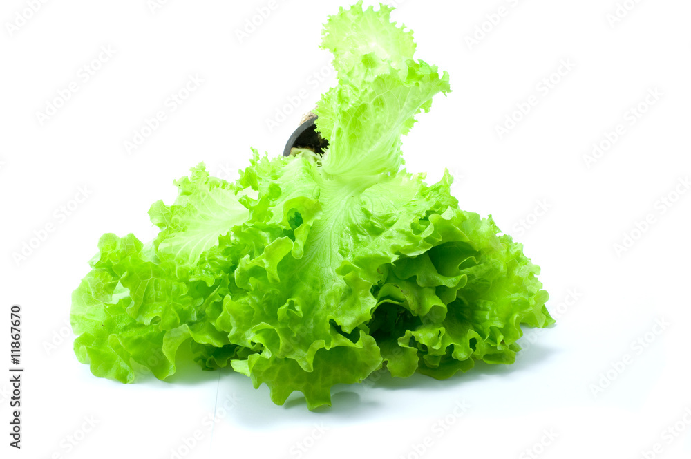 Green salad Green salad