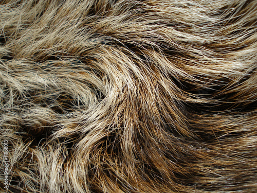 texture of fur