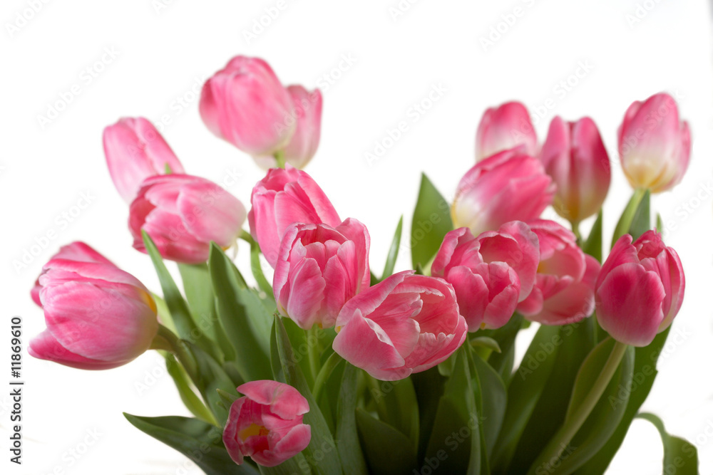 Spring Tulips Spring Tulips