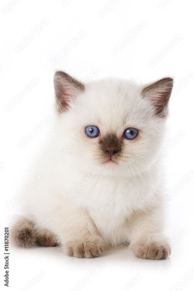 British kitten isolated on white British kitten isolated on white