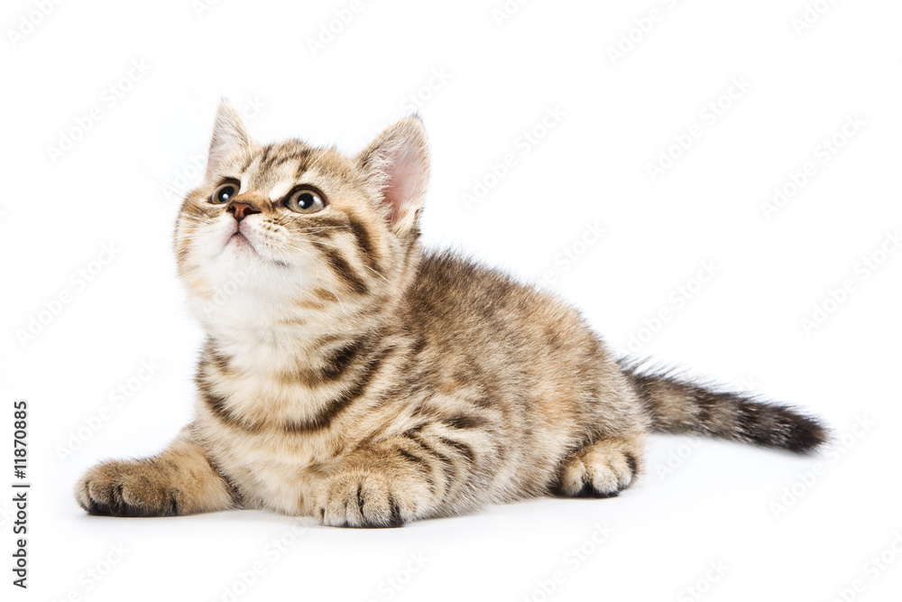 Fototapeta premium Kot brytyjski na białym tle