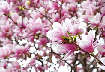 Keuken achterwand Magnolia Bloeiende magnolia in zachte tinten  © Ioana Davies (Drutu)