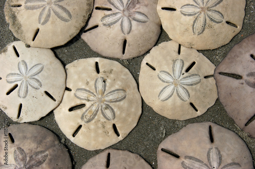 Sand Dollars In Sand