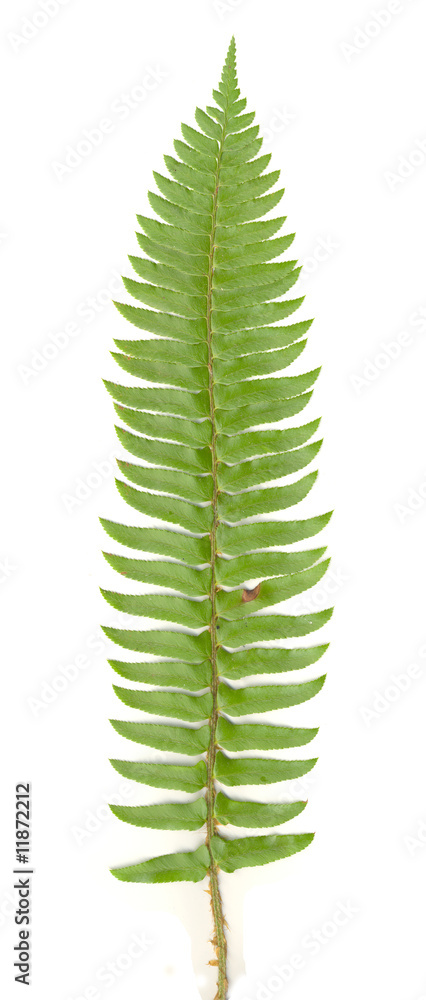 Fototapeta premium Fern Leaf On White