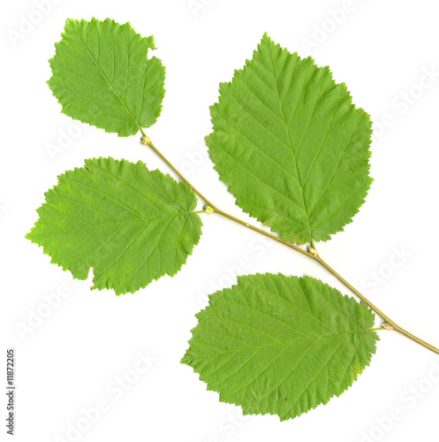 Tree Leaf On White