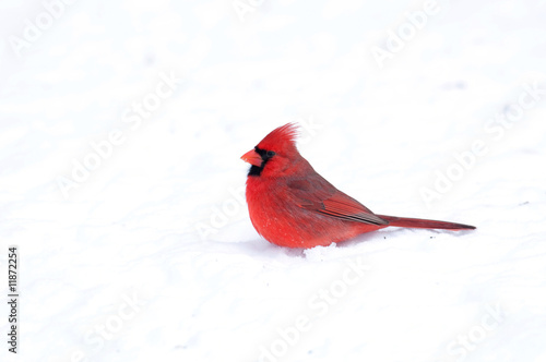Cardinal sitting in the snow © Tony Campbell