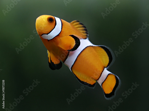 Clown Fish known as Nemo