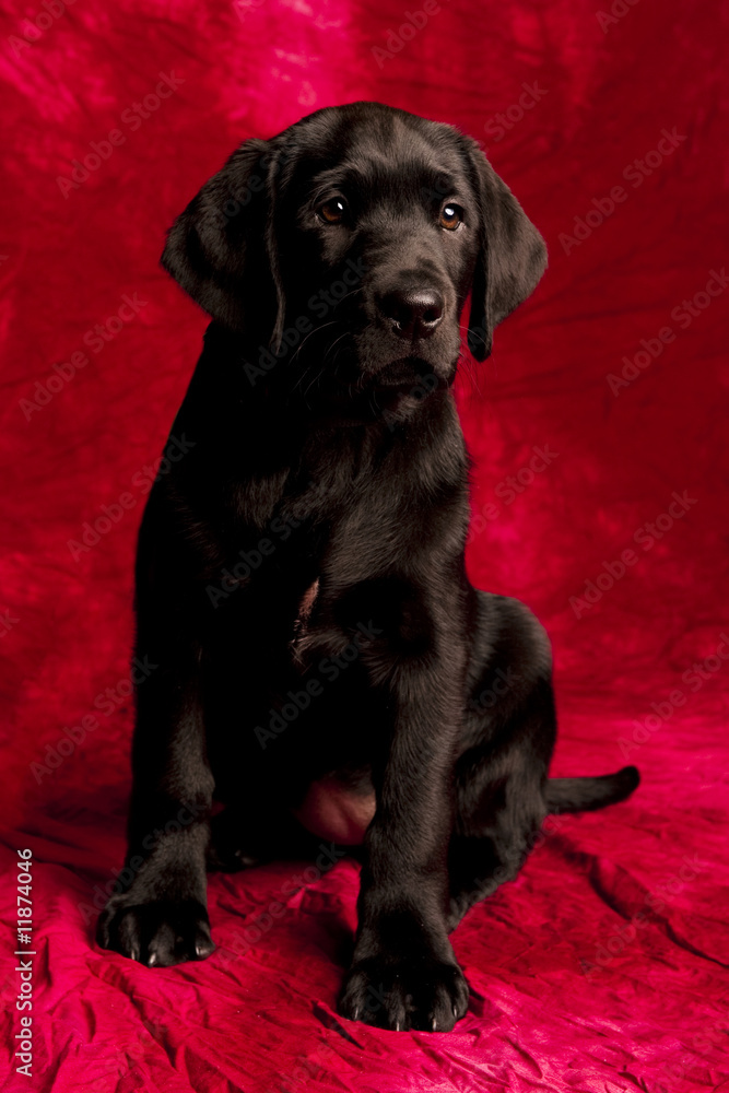 Fototapeta premium cute black lab puppy sitting on red background