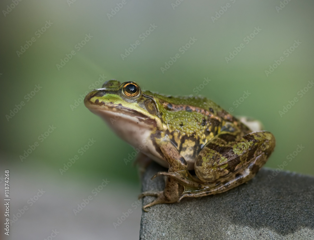 Grüner Teichfrosch Grüner Teichfrosch