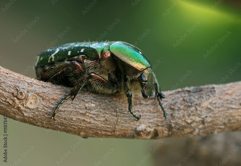 Rosenkäfer auf Ast Rosenkäfer auf Ast