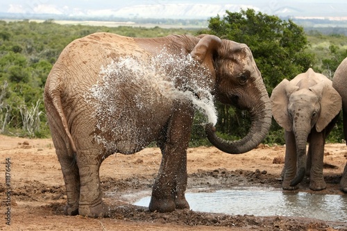 Elephant Spraying Water