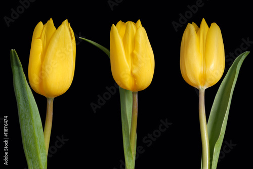 żółte tulipany, yellow tulip