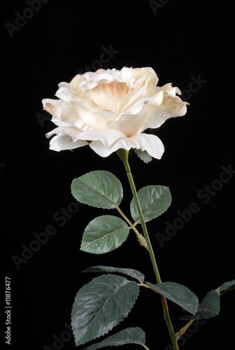 Obraz na płótnie biała róża, white rose w salonie