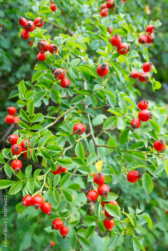 Red hips with leaves.