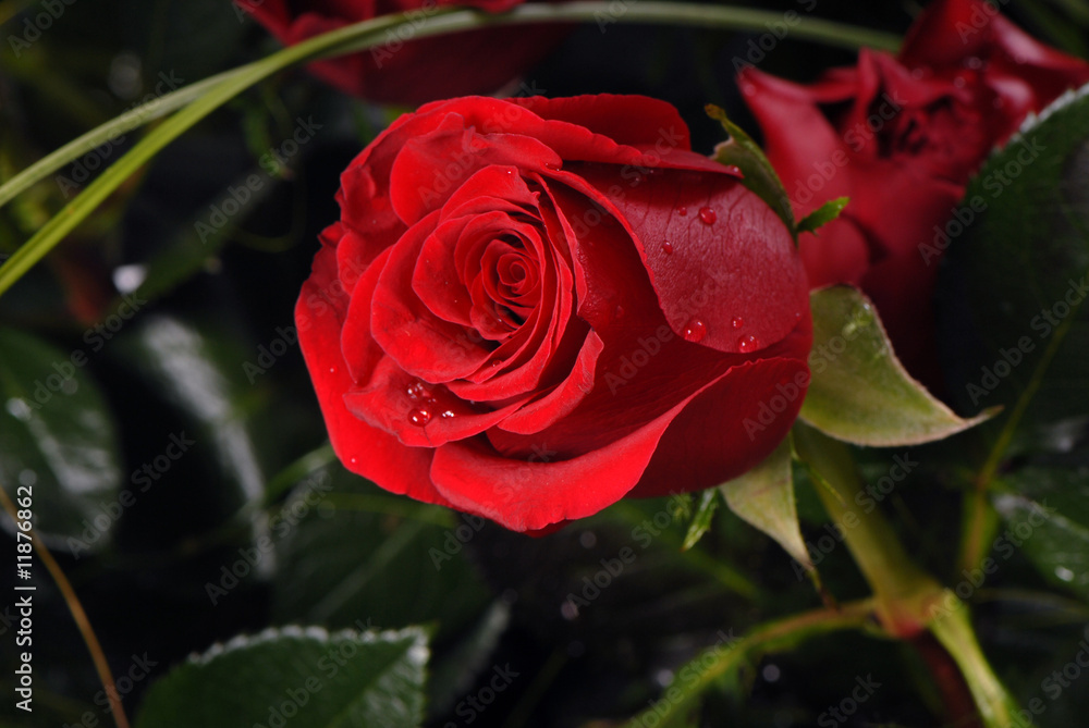red rose, czerwona róża