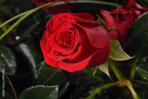 Obraz na płótnie red rose, czerwona róża w salonie