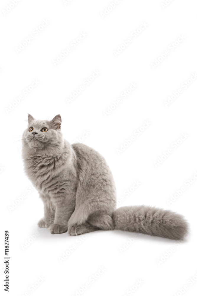 cute british kitten looking up isolated