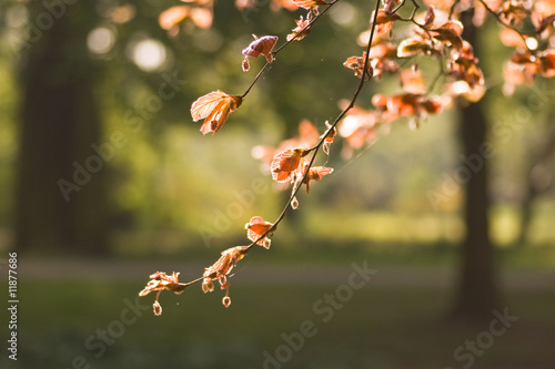 Red beechleaf in spring photo