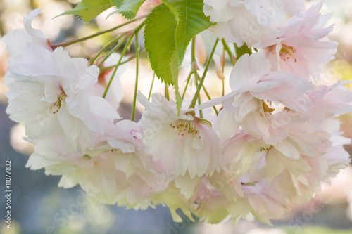 Pink cherry blossom in spring photo