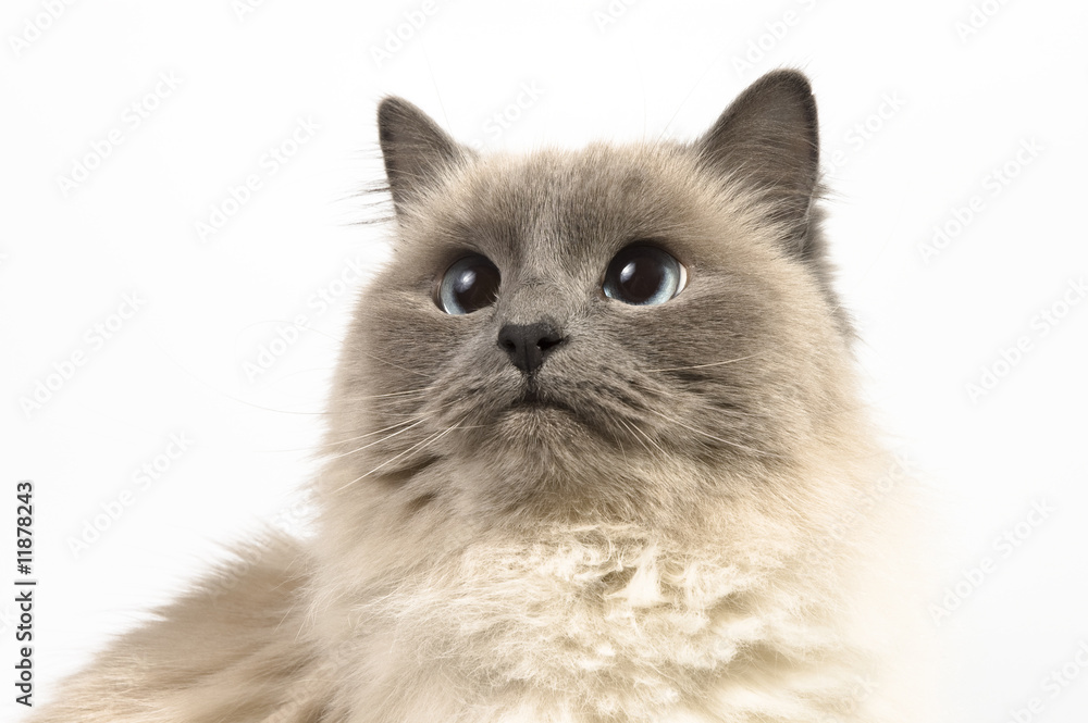 Fototapeta premium Hungry cat