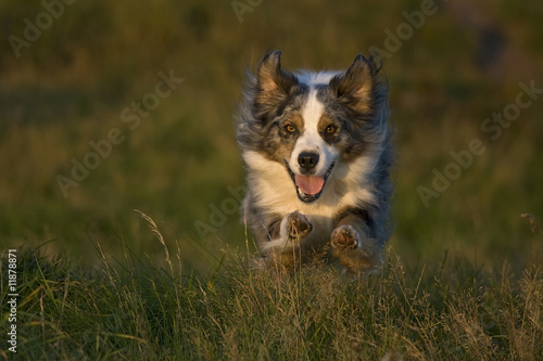 Australian Sheperd