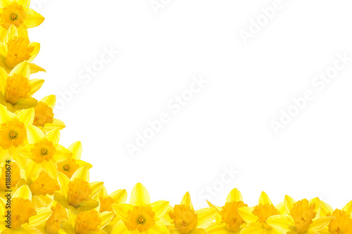Photo Daffodil Border